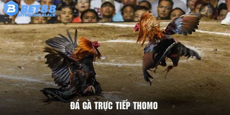 Đá Gà Trực Tiếp Thomo - Đấu Gà Mãn Nhãn Và Kèo Căng